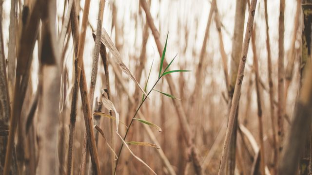 Solitary green leaf standing out amidst a backdrop of dry bamboo stalks. Great for themes of resilience, growth, nature's beauty, and environmental contrast. Suitable for backgrounds, nature blogs, and inspirational content.