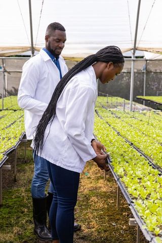 African american scientists examining greenhouse lettuce cultivation