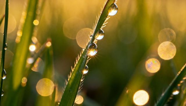 Sunlit morning dew on grass blade with sparkling droplets and golden bokeh macro closeup