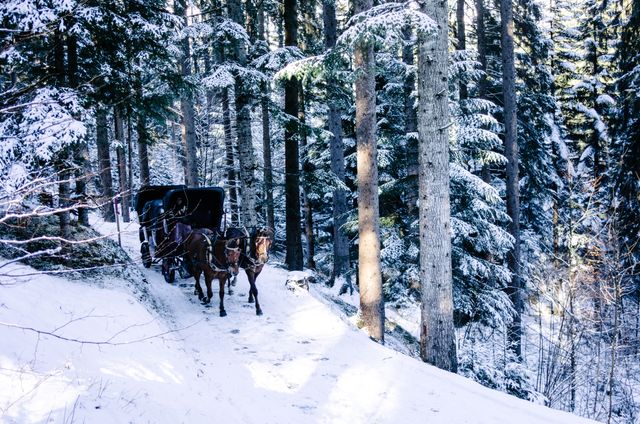 Horse-Drawn Carriage in Snowy Forest on Winter Day - Download Free Stock Photos Pikwizard.com