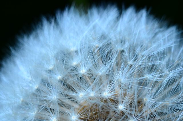 Close-Up of White Dandelion Seeds on Dark Background - Download Free Stock Photos Pikwizard.com