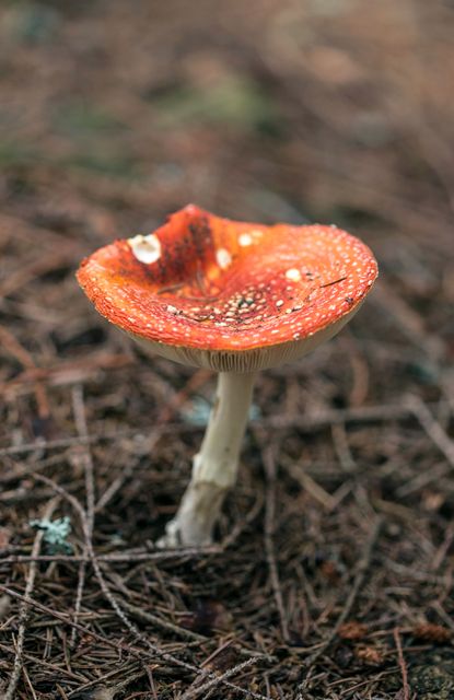 Agaric Basidiomycete Fungus - Download Free Stock Photos Pikwizard.com