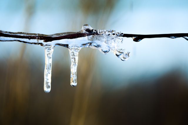 Icicles forming on a branch in cold weather, starting to melt in warmer temperatures. Suitable for illustrating winter-themed articles, climate change discussions, or representing seasonal transitions.