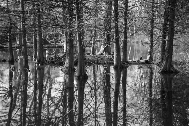 Black and White Reflection of Bare Trees in Swampy Water - Download Free Stock Photos Pikwizard.com