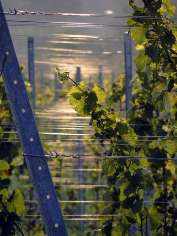 Lush vineyard at sunset with sunlit leaves