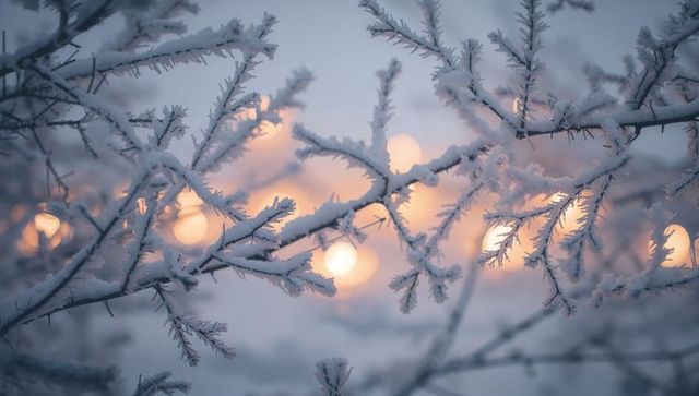 Glittering hoarfrost on conifer branches sparkling with warm bokeh at winter dusk