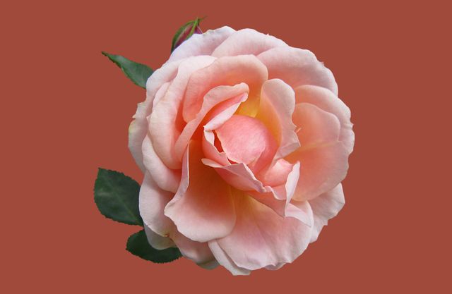 Close-Up of Pink Rose on Maroon Background - Download Free Stock Photos Pikwizard.com