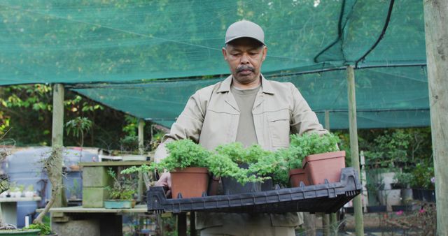 African american male gardener holding box with plants at garden center. working at bonsai nursery, small specialist business.