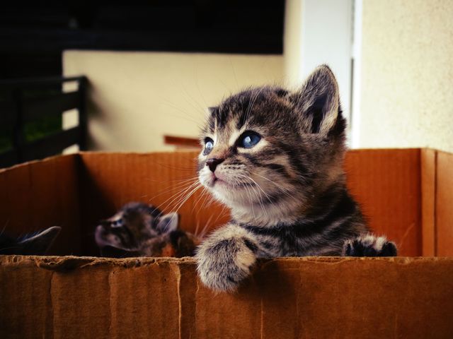 Adorable tabby kitten with blue eyes peeking over the edge of a cardboard box with sunlit background. Perfect for use in pet adoption advertisements, animal shelters promotion, playful cat merchandise, educational content on pet care, or home decor prints depicting cute animals.