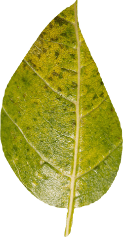 high resolution transparent green leaf with detailed texture - Download Free Stock Videos Pikwizard.com