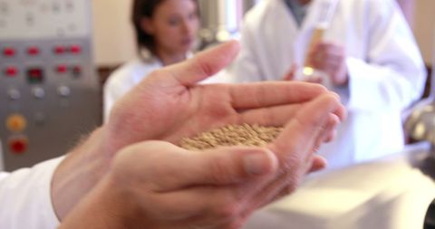 Scientists quality testing grains in laboratory