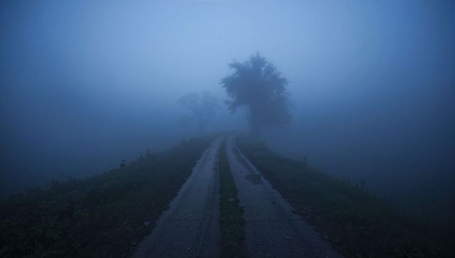 Foggy two-track country road leading toward solitary tree through misty meadow in blue dawn light