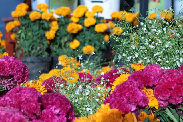 Bright Floral Display with Marigolds and Purple Flowers in Garden - Download Free Stock Photos Pikwizard.com
