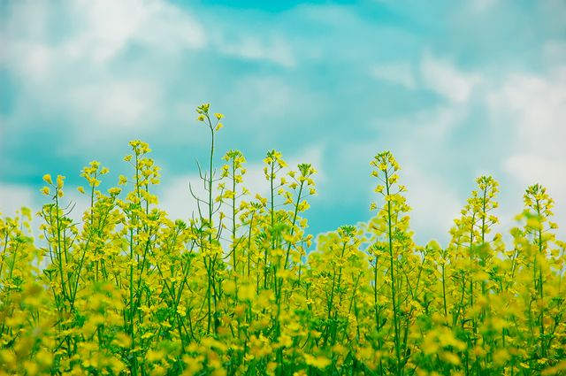 Yellow Wildflowers Under Bright Blue Sky With Fluffy Clouds - Download Free Stock Photos Pikwizard.com