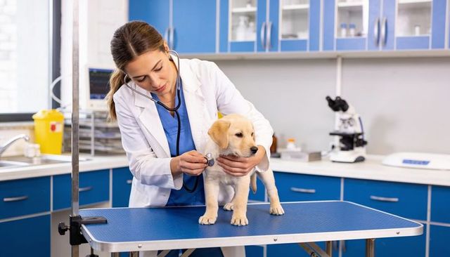 Veterinarian examining labrador puppy with stethoscope on exam table in modern clinic