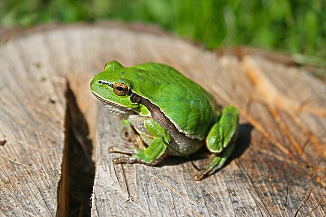 Green Tree Frog Resting on Wooden Surface in Sunlight - Download Free Stock Photos Pikwizard.com