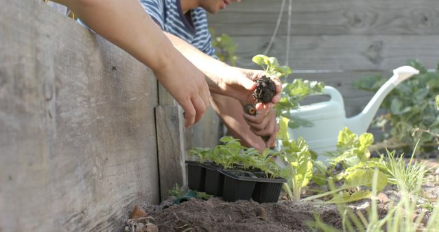 People Planting Seedlings in Garden Under Sunlight - Download Free Stock Images Pikwizard.com