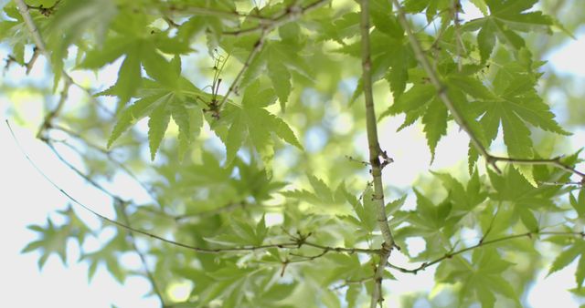 Close up of tree branches with green leaves on sunny day. Nature, summer and growth.