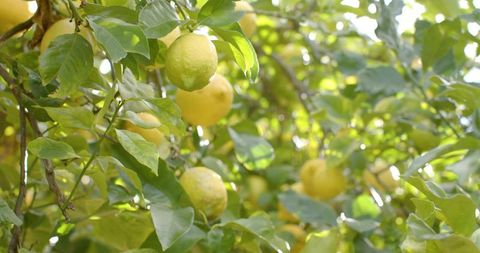 Sunlit lemon tree branch bearing ripe citrus fruit with glossy green leaves and soft bokeh