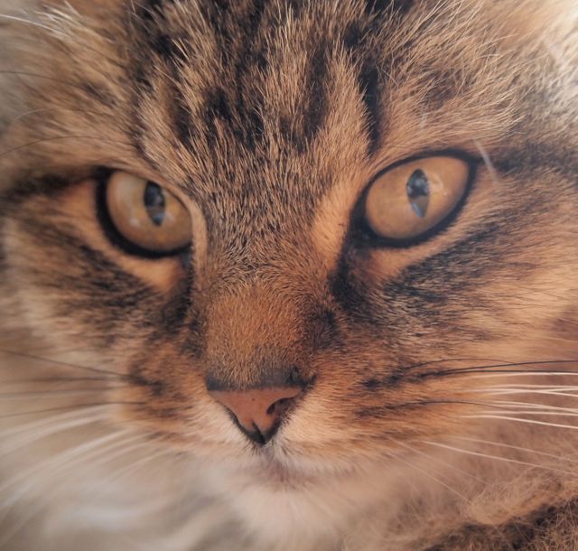 Close-up shot of a furry cat focusing on its yellow eyes and detailed facial features. Ideal for illustrating articles on pet care, cat behavior, and animal photography. Suitable for use in pet shop advertising, veterinary practices, and as a visually engaging piece for cat lover content.