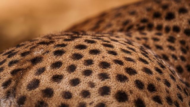 Close-up of spotted fur details of cheetah in sunlit savanna