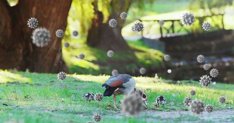 Duck and Ducklings in Park with Virus Illustration Overlay