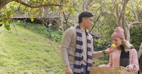 Young couple harvesting lemons in sunlit orchard, man offering lemon with wicker basket