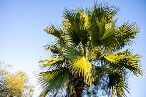 Vibrant palm tree reaching into clear blue sky