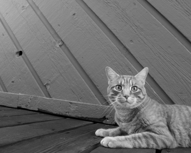 Orange tabby cat seen relaxing against outdoor wooden wall in monochrome style. Suitable for websites focusing on pets, cat care blogs, and veterinary services. Perfect for emphasizing calm and tranquility in promotional materials or as decorative elements in pet-friendly businesses.
