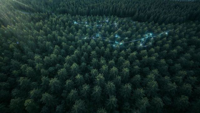 Drone Capturing Pine Forest Canopy with Bioluminescent Network Trails and Sunbeams