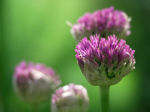 Close-up Purple Allium Bloom with Soft Green Bokeh Background for Spring Gardening