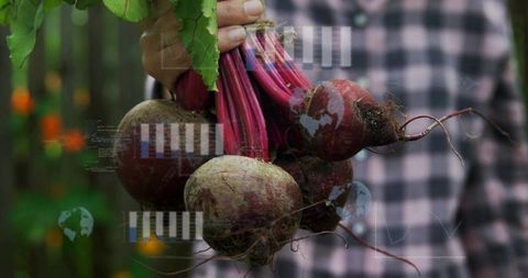 Hand holding fresh beetroots with soil and greens, rustic garden harvest with hud overlay