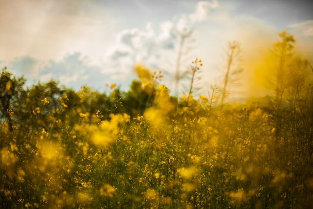 Sunlit view of a field in full bloom with yellow flowers and greenery under a lightly clouded sky. Ideal for use in nature and landscape publications, backgrounds for calming outdoor themes, or advertisements promoting relaxation in natural settings.