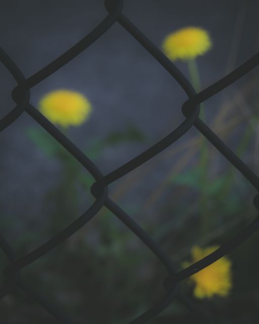 Delicate dandelion flowers appear behind a chain link fence in low light. Perfect for themes of resilience, urban nature, and contrast. Ideal for backgrounds, artistic projects, and discussions on nature thriving in unexpected places.