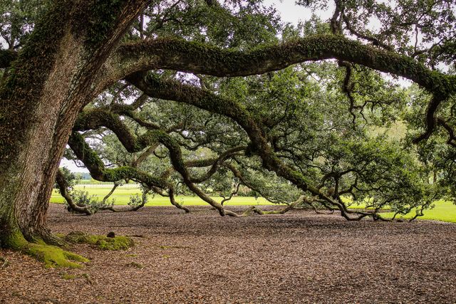 Massive oak tree boasting sprawling branches, creating a serene, green canopy in natural park setting. Ideal for use in projects related to nature, outdoor lifestyle, conservation, environmental education, digital graphics for websites, print ads, and background imagery in presentations.