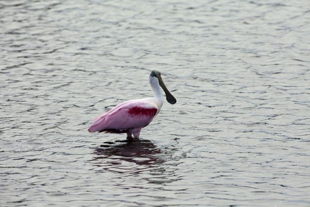 CAPE CANAVERAL, Fla. -- A roseate spoonbill wades through water just north of the Shuttle Landing Facility at NASA's Kennedy Space Center in Florida.        Kennedy coexists with the Merritt Island National Wildlife Refuge, habitat to more than 310 species of birds, 25 mammals, 117 fish and 65 amphibians and reptiles. Photo credit: NASA/Frankie Martin