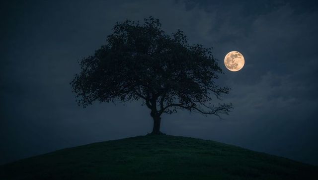 Lone Tree Silhouette Against Full Moon in Night Sky