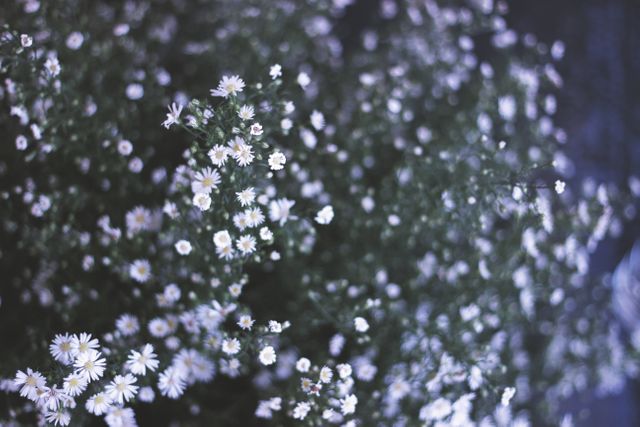This image captures the delicate beauty of white wildflowers in a soft focus close-up. Ideal for use in nature-themed projects, backgrounds, websites, and print materials relating to gardens, wildflowers, or natural beauty. The serene and organic feel makes it versatile for various creative purposes.