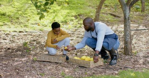 African american father and son harvesting lemons in orchard, outdoor family moment