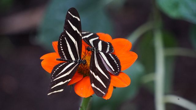 Two Zebrafish Butterflies Resting on Bright Orange Flower - Download Free Stock Photos Pikwizard.com