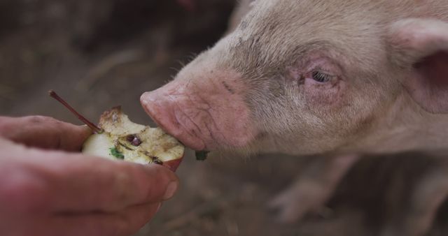 Close up of caucasian man working on farm, feeding pigs - Download Free Stock Photos Pikwizard.com