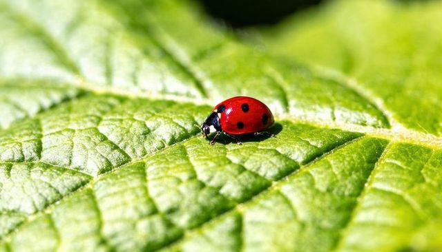Glossy red ladybug resting on bright green leaf macro closeup with vivid texture