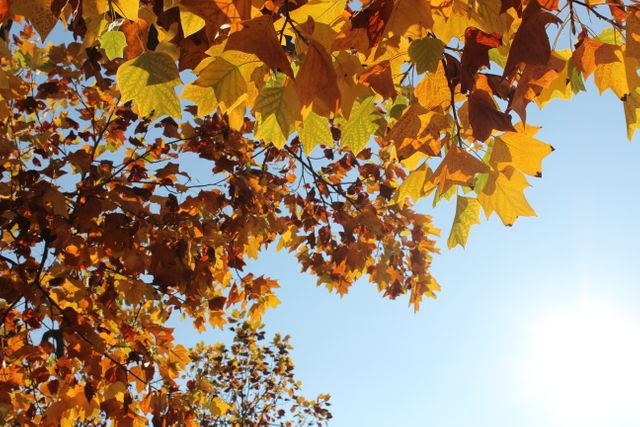 Bright autumn leaves in orange and yellow create a vivid contrast with the clear blue sky. Sunlight softly illuminates the scene. Ideal for seasonal marketing campaigns, nature blogs, background images, or promoting fall activities.