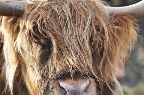 Close-up of highland cow with long hair, depicted on serene farm