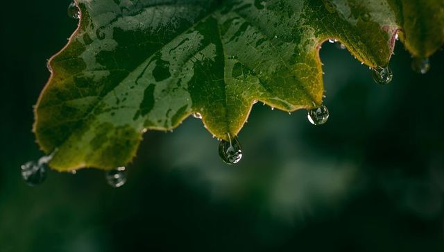 Serrated green leaf dripping water droplets macro texture with bokeh closeup