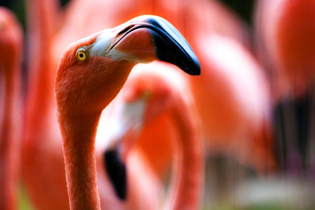 Close-up of Flamingos with Vibrant Plumage in Natural Habitat - Download Free Stock Photos Pikwizard.com