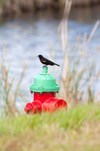 Red-winged blackbird is perching on a fire hydrant at Kennedy Space Center in Florida, with Merritt Island National Wildlife Refuge in background. Great for themes on nature, wildlife habitats, specific locations like NASA facilities, or vibrant outdoor scenes. This image emphasizes the coexistence of nature with human development.