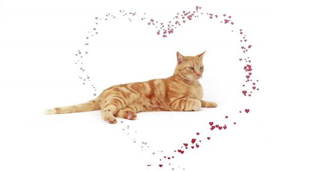 Adorable orange tabby cat lounging, framed by heart-shaped patterns on a white background, appearing relaxed and content. Perfect for expressing love, ideal for Valentine's Day cards, pet groomer advertisements, or animal care product promotions. Use in websites, posters, and social media themes appreciating the bond between pets and their owners.