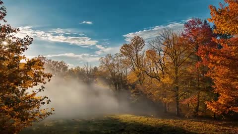 Autumn Morning Mist Rising Through Colorful Trees While Sunlight Piercing Canopy