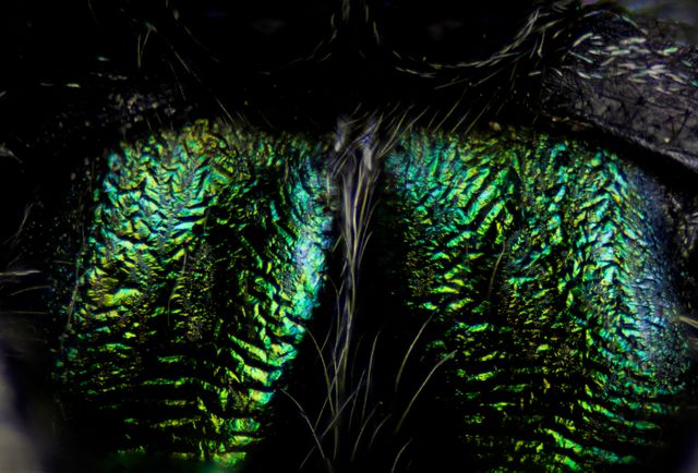 This macro shot captures an extreme close-up of an iridescent insect exoskeleton, showcasing vibrant hues of green and yellow in its textured surface. Ideal for educational purposes in biology and entomology, scientific presentations, and nature-themed designs.